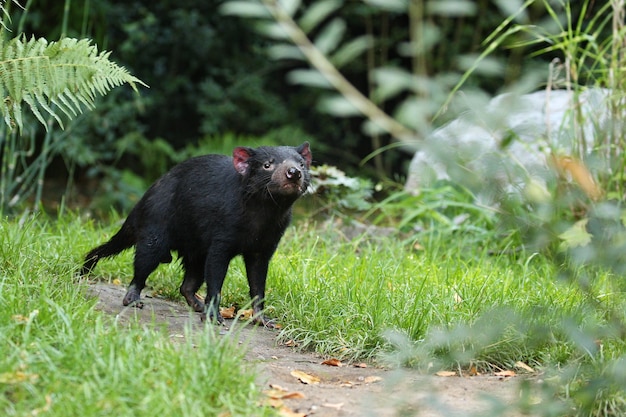 Tasmanischer Teufel. Sarcophilus harrisii