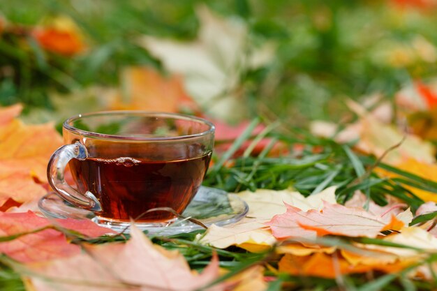 Tasse heißen aromatischen Kräutertee auf Laub im Park