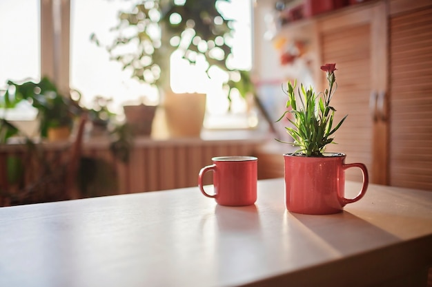 Tasse Kaffee und Tasse mit grün blühender Blume auf der Fensterbank am Morgen nach Hause Blumendekor