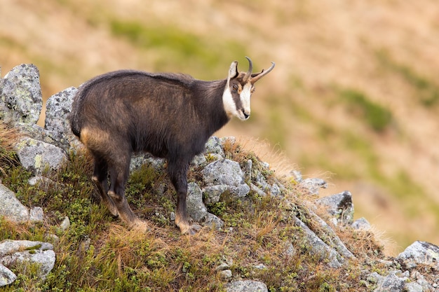 Tatra camurça olhando montanhas na natureza de outono