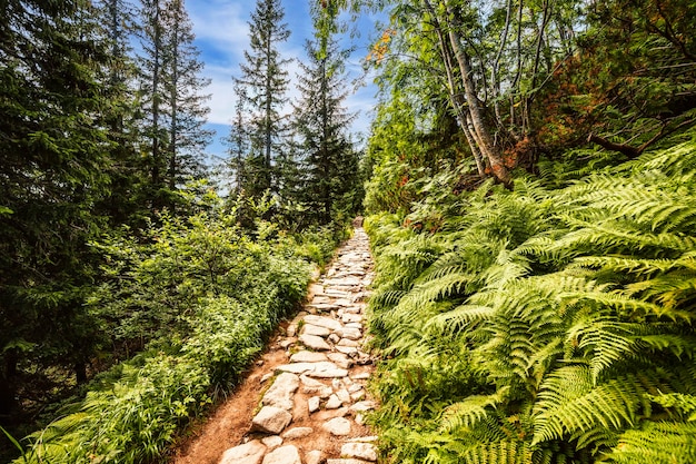 Tatra-Nationalpark in Polen Panorama der Tatra-Berge Wandern im Gasienicowa-Tal Hala Gasienicowa nach Czarny Staw Gasienicowy in der Nähe von Kasprowy Wierch