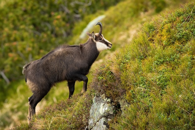 Tatra rebeco escalada empinada pendiente en las montañas en la naturaleza de verano