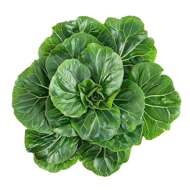 Foto tatsoi cruciferous vegetable rosette de cuchara de color verde oscuro sha aislado en blanco bg tiro en blanco limpio