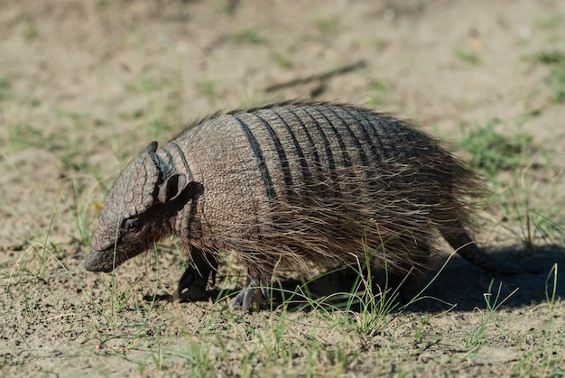 Tatu Peludo em ambiente desértico Península Valdés Patagônia Argentina