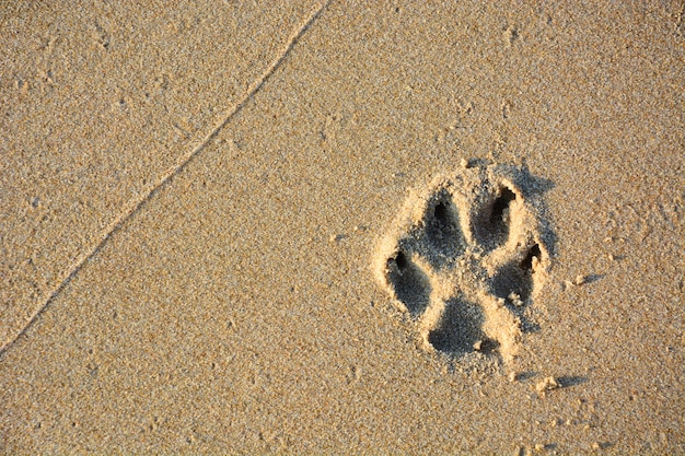 Tatzendruck des Hundes einzelner auf Strandsand, Kopienraum