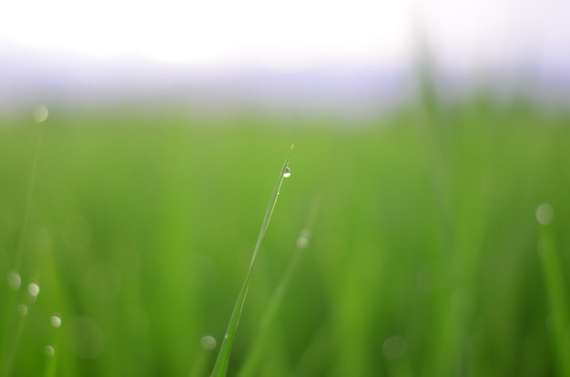 Tau auf dem Gras