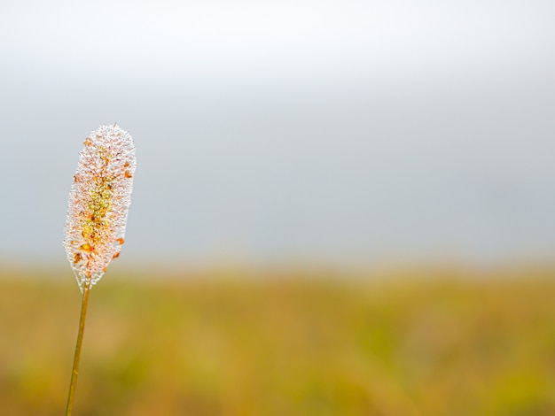 Tau auf gelb-orangefarbenen Blüten im Wintermorgen