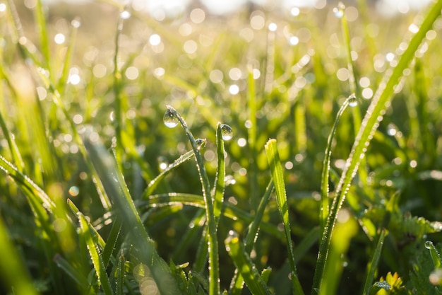 Tau auf Gras im Sonnenlicht der hinteren Dämmerung.