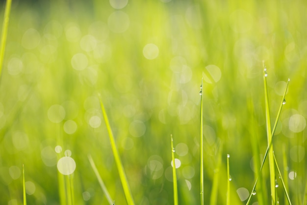 Tau auf Grasgrün verschwommen vom natürlichen Hintergrund