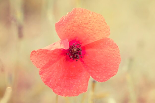 Tau auf Mohnblume