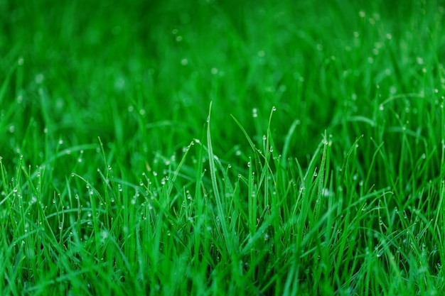 Tau des frühen Morgens auf frischem grünem Gras. Natürlicher Hintergrund.