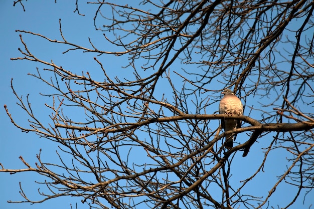 Taube auf dem Baum