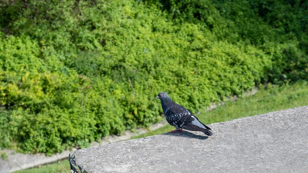 Taube, die auf verschwommenem Hintergrund steht