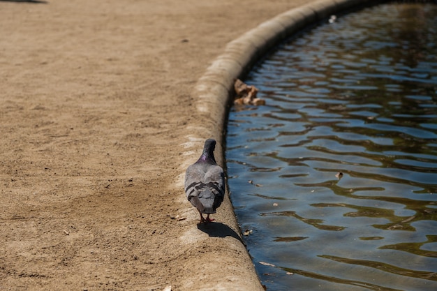 Taube, die neben Wasser geht