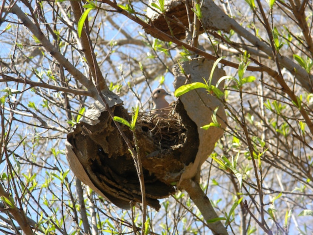 Taube im Nest