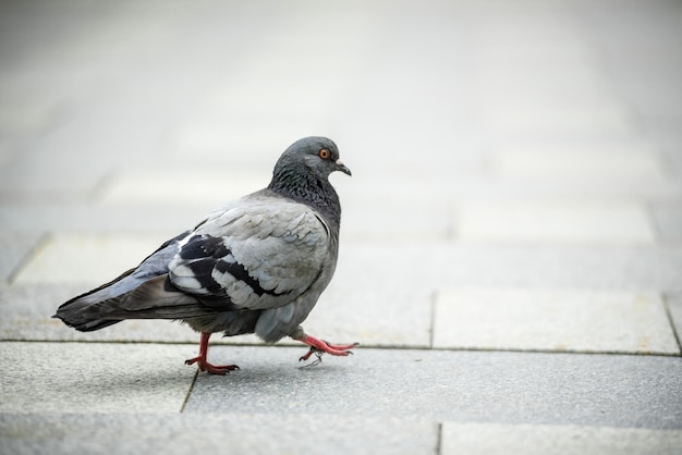 Taube in der Stadt auf dem Bürgersteig