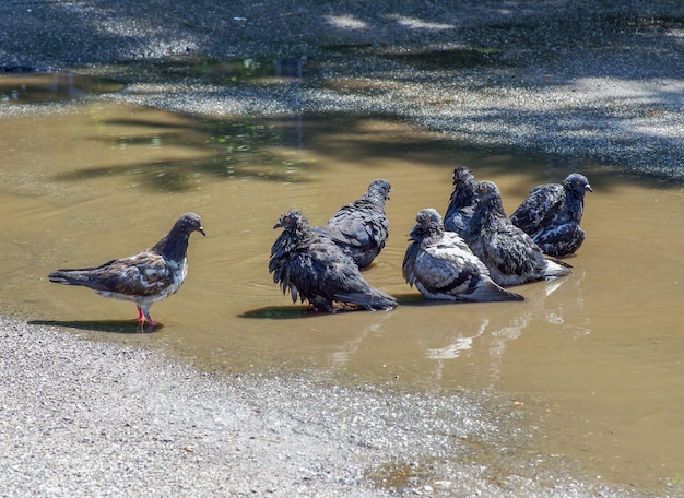 Taube reinigt ihre Federn im Wasser