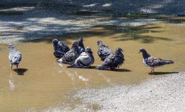 Taube reinigt ihre Federn im Wasser