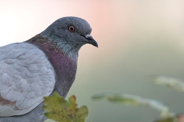 Foto taube ruht sich im park aus