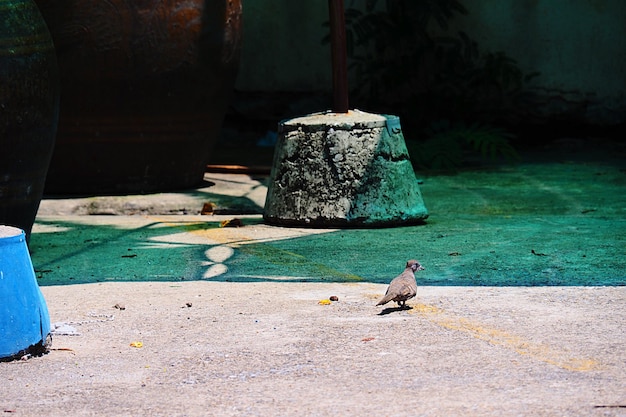 Taube sitzt auf einem Fußweg