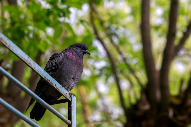 Taube sitzt auf einem Zaun im Park