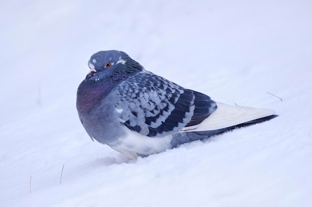 Taube sitzt im Schnee