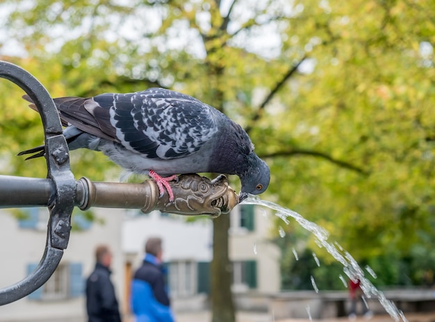 Taube trinkt Wasser vom Fass