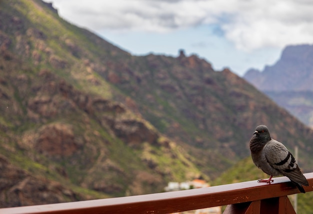 Taube vor dem Hintergrund der Berge Gran Canaria Kanarische Inseln