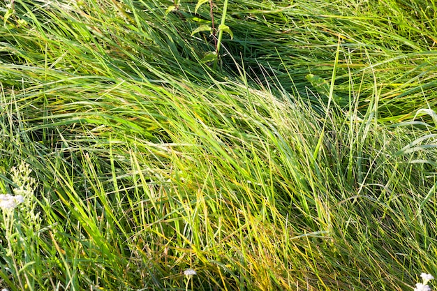 Taubedecktes grünes und gelbliches Gras im Frühherbst, Nahaufnahme im Wald