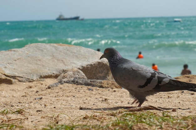 Foto tauben am strand