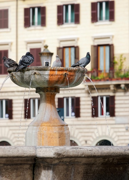 Tauben am Straßenbrunnen, Rom, Italien