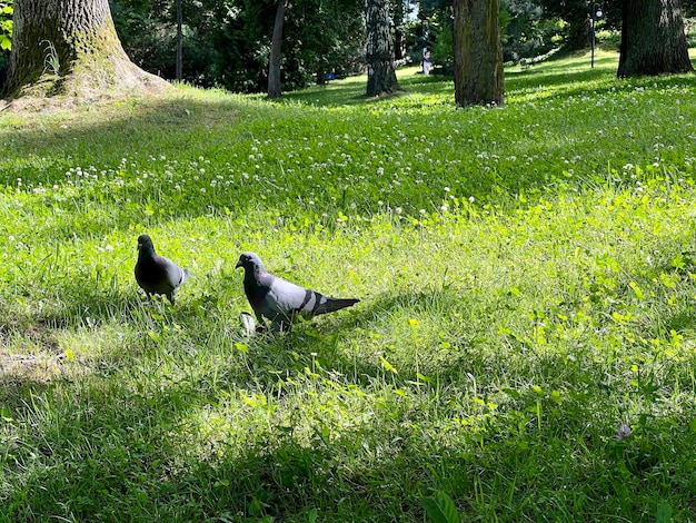 Tauben, die in den grünen Park gehen