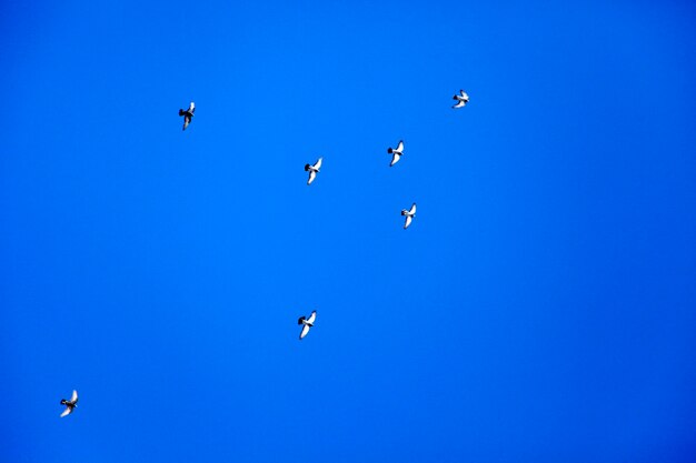 Tauben fliegen in den Himmel