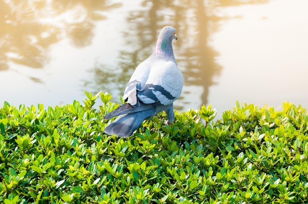 Tauben im Park