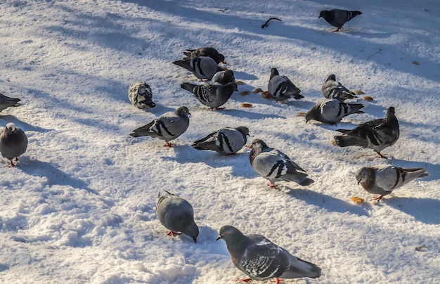 Foto tauben im winter in der stadt