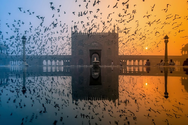 Tauben in der Jama-Moschee in Neu-Delhi