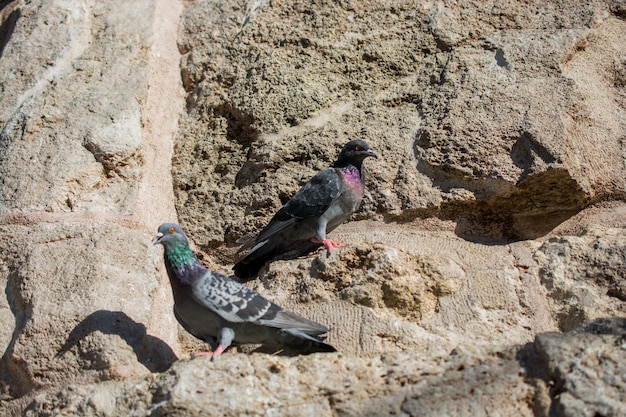 Tauben sitzen auf dem Felsen