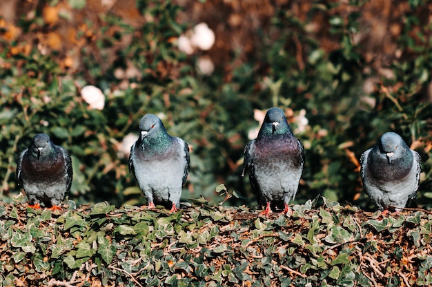 Foto tauben sitzen auf einem feld