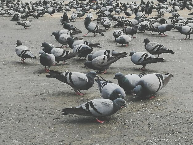 Foto tauben sitzen auf einem fußweg