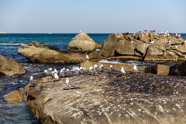 Tauben stehen auf einem Felsen an der Küste