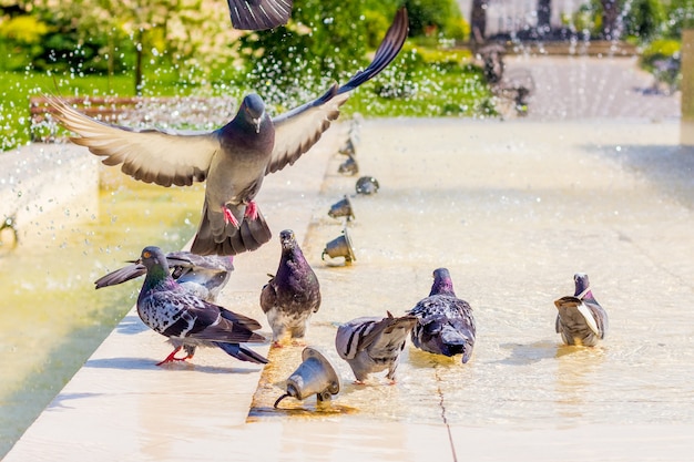 Tauben trinken Wasser am Brunnen und suchen an einem heißen Tag nach Kühle