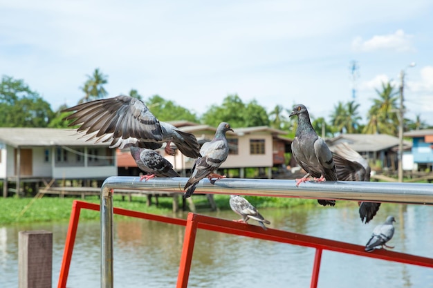 Taubenschwarm fliegt über den Fluss