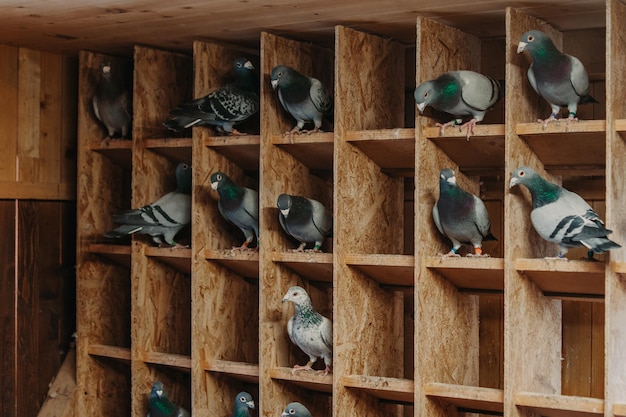 Taubenvögel, die zusammen mit Freunden stehen Tauben, die isolierte Tauben sitzenPorträt von Vögeln