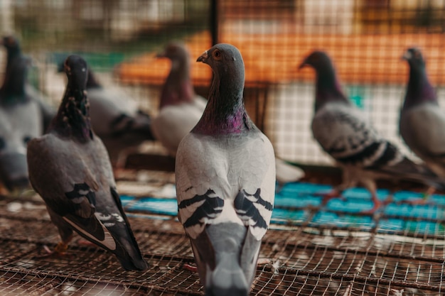 Taubenvögel, die zusammen mit Freunden stehen Tauben, die isolierte Tauben sitzenPorträt von Vögeln