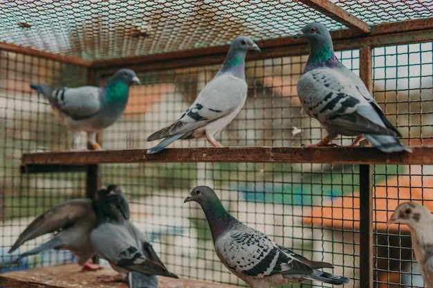 Taubenvögel, die zusammen mit Freunden stehen Tauben, die isolierte Tauben sitzenPorträt von Vögeln