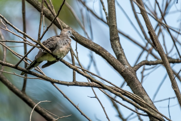 Taubenvogel thront auf Ast