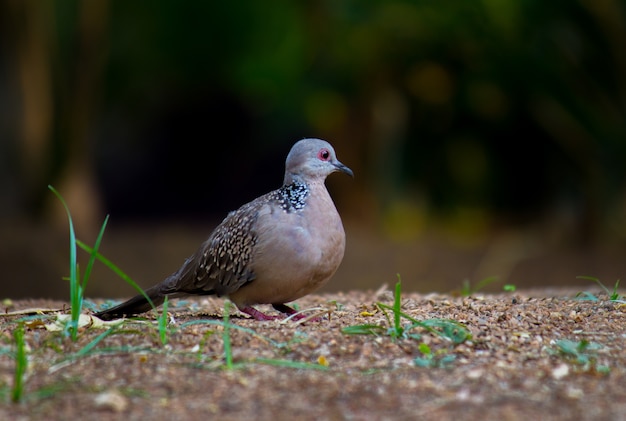 Taubenvogel