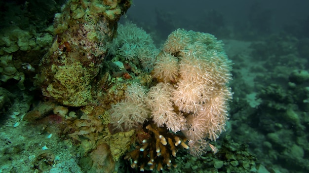 Tauchen im Roten Meer