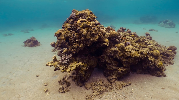 Tauchen im Roten Meer