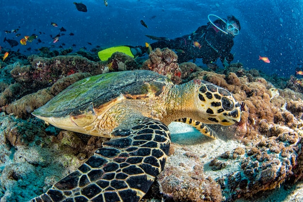 Taucher und Schildkröte unter Wasser